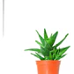 Aloe Saponaria Planta Suculenta Ornamental - Miniatura 1