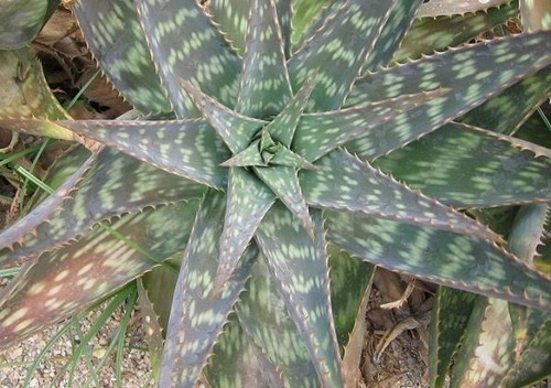 Aloe Saponaria Planta Suculenta Ornamental 2