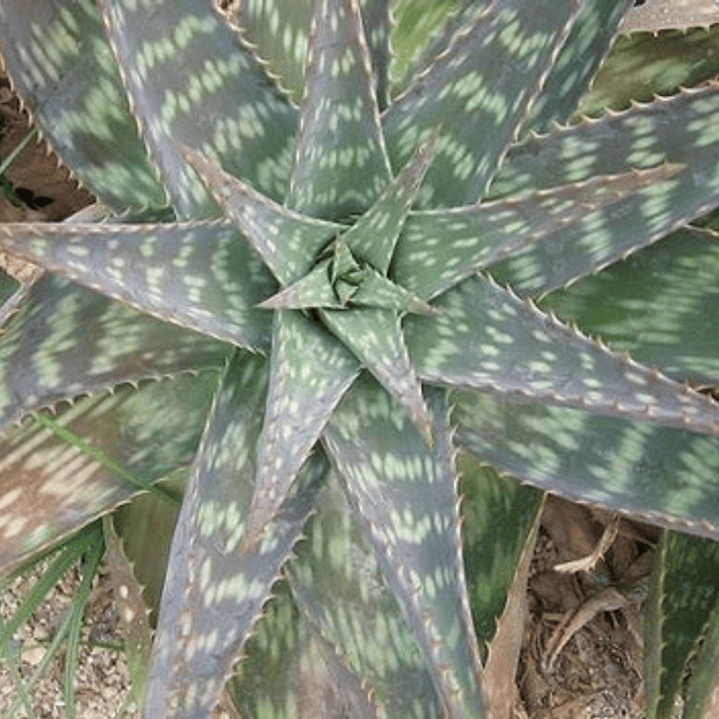 Aloe Saponaria Planta Suculenta Ornamental 2