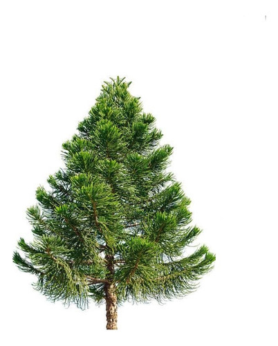 Araucaria Brasileña /  Angustifolia / Árbol Ornamental 1