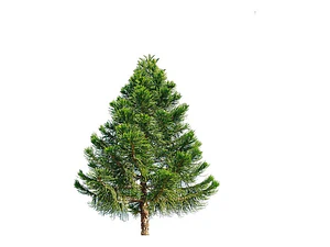 Araucaria Brasileña /  Angustifolia / Árbol Ornamental
