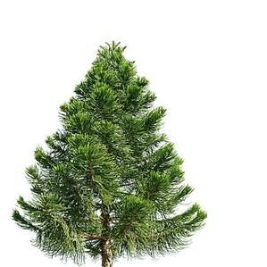 Araucaria Brasileña /  Angustifolia / Árbol Ornamental