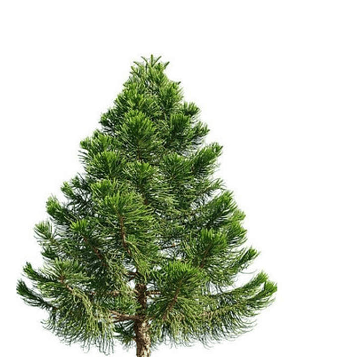 Araucaria Brasileña /  Angustifolia / Árbol Ornamental 1