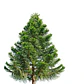 Araucaria Brasileña /  Angustifolia / Árbol Ornamental - Miniatura 1