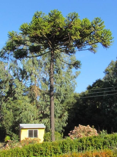 Araucaria Brasileña /  Angustifolia / Árbol Ornamental 2