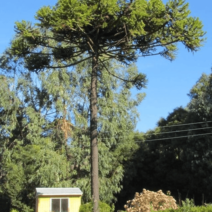 Araucaria Brasileña /  Angustifolia / Árbol Ornamental 2