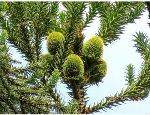 Araucaria Brasileña /  Angustifolia / Árbol Ornamental 3