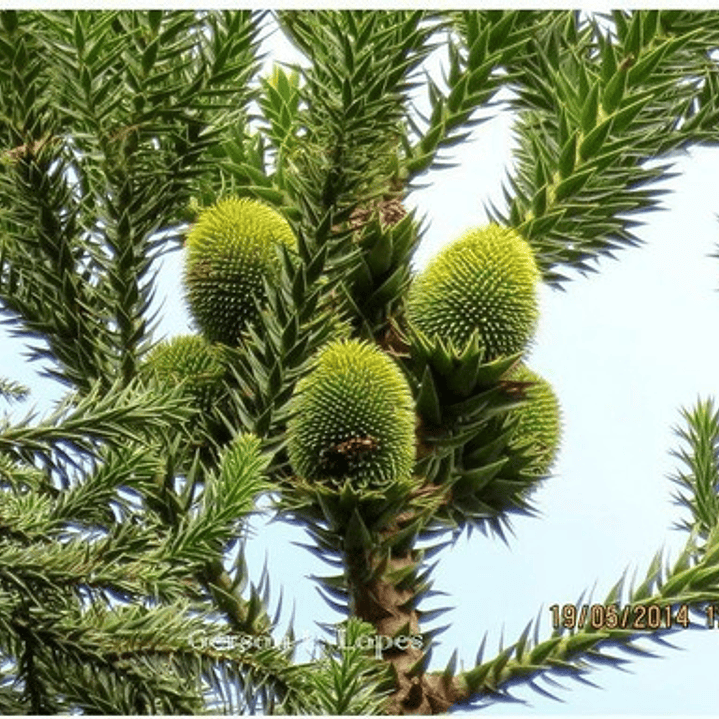 Araucaria Brasileña /  Angustifolia / Árbol Ornamental 3