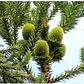 Araucaria Brasileña /  Angustifolia / Árbol Ornamental - Miniatura 3