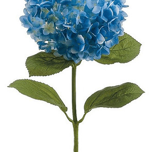 Hortencia Planta Ornamental