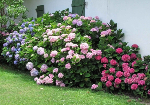 Hortencia Planta Ornamental 2