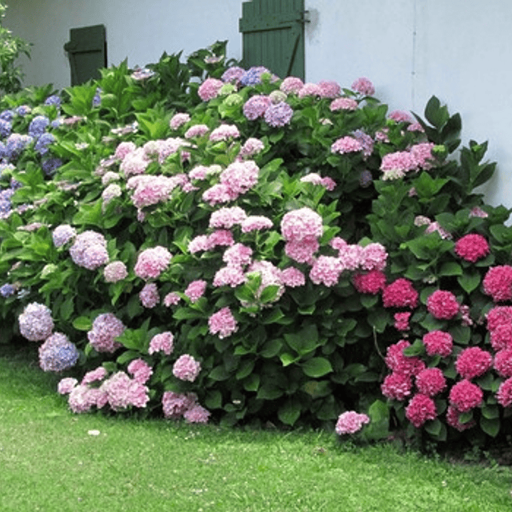 Hortencia Planta Ornamental 2