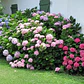 Hortencia Planta Ornamental - Miniatura 2