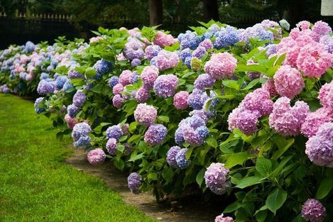 Hortencia Planta Ornamental 3