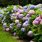 Hortencia Planta Ornamental - Miniatura 3