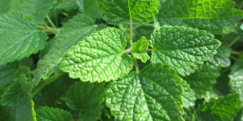 Melisa Planta Medicinal Ornamental 1