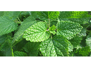 Melisa Planta Medicinal Ornamental