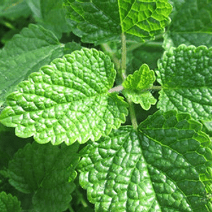 Melisa Planta Medicinal Ornamental