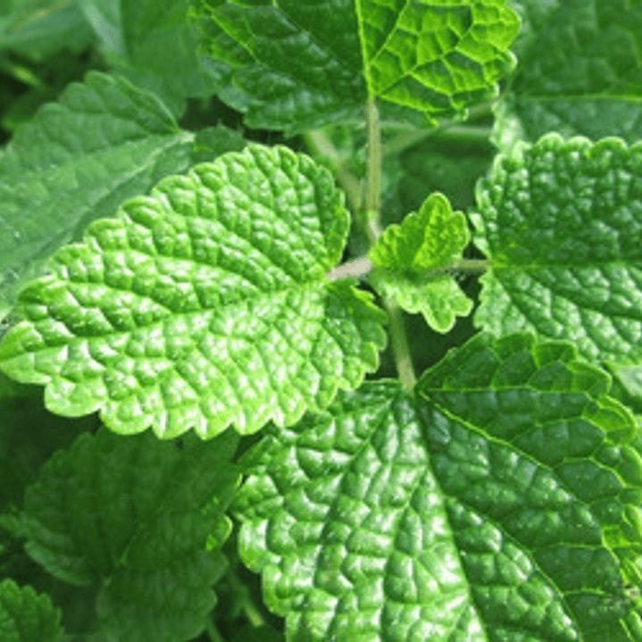 Melisa Planta Medicinal Ornamental 1