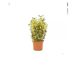Evónimo Yema De Huevo Xs /  Planta Ornamental