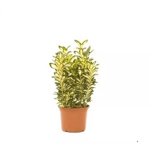 Evónimo Yema De Huevo Xs /  Planta Ornamental