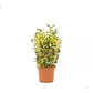 Evónimo Yema De Huevo Xs /  Planta Ornamental - Miniatura 1