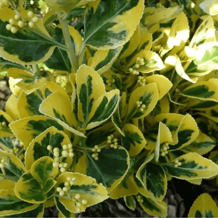 Evónimo Yema De Huevo Xs /  Planta Ornamental 3