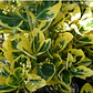 Evónimo Yema De Huevo Xs /  Planta Ornamental - Miniatura 3