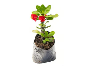 Corona De Cristo Grande Arbusto Ornamental