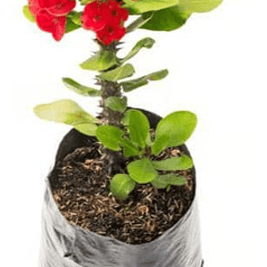 Corona De Cristo Grande Arbusto Ornamental