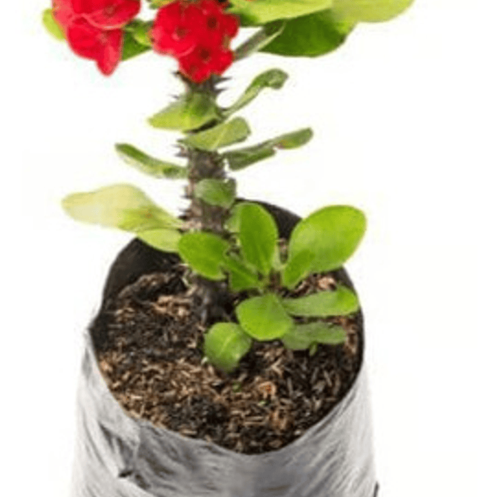 Corona De Cristo Grande Arbusto Ornamental 1