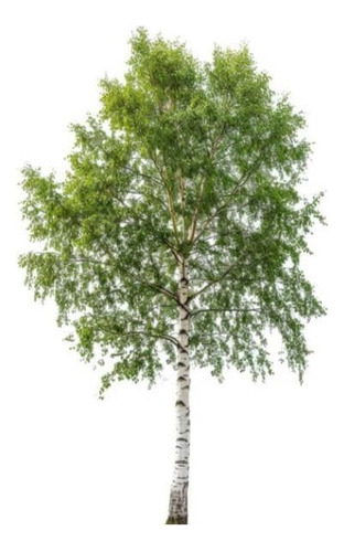 Abedul 2 Mts Árbol Ornamental 1