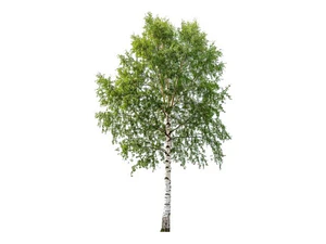 Abedul 2 Mts Árbol Ornamental