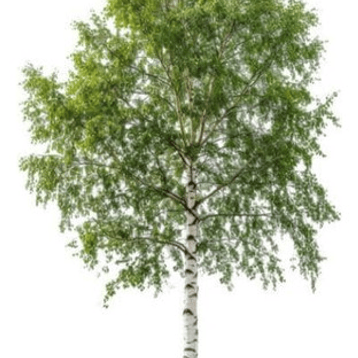 Abedul 2 Mts Árbol Ornamental 1