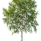 Abedul 2 Mts Árbol Ornamental - Miniatura 1