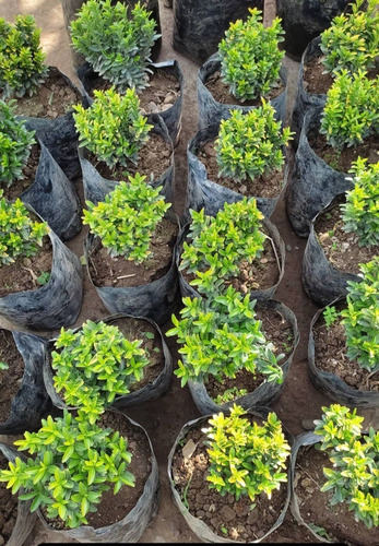 Evónimo Enano Planta Ornamental 2