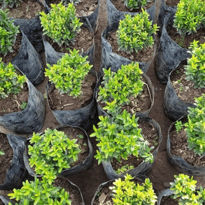 Evónimo Enano Planta Ornamental 2