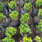 Evónimo Enano Planta Ornamental - Miniatura 2