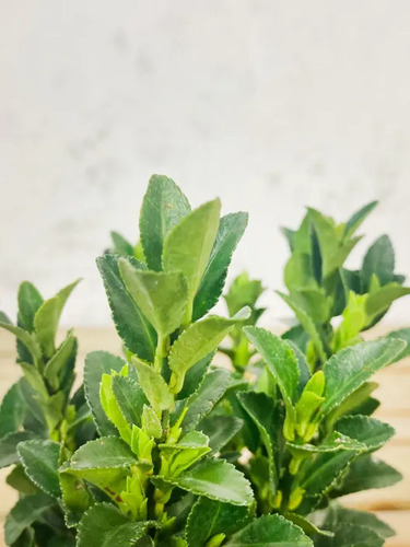 Evónimo Enano Planta Ornamental 3