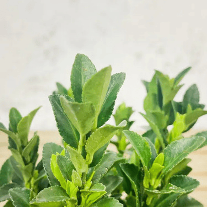 Evónimo Enano Planta Ornamental 3
