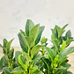 Evónimo Enano Planta Ornamental - Miniatura 3