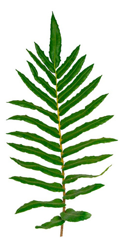 Helecho Costilla De Vaca Planta Ornamental 1