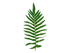 Helecho Costilla De Vaca Planta Ornamental