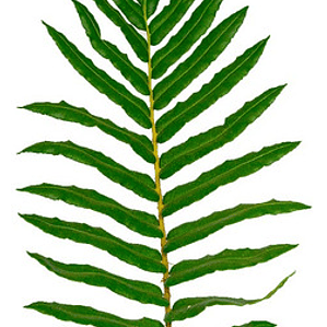 Helecho Costilla De Vaca Planta Ornamental