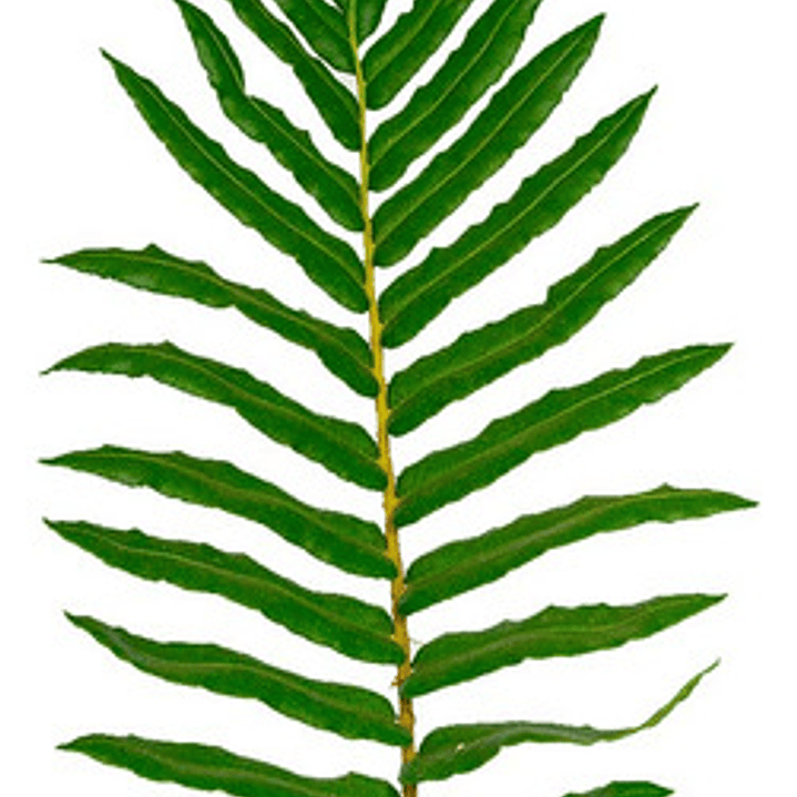 Helecho Costilla De Vaca Planta Ornamental 1