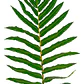 Helecho Costilla De Vaca Planta Ornamental - Miniatura 1