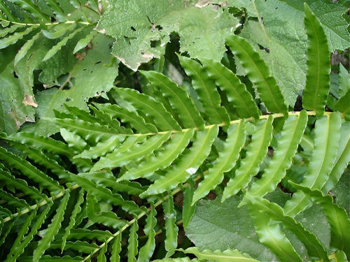 Helecho Costilla De Vaca Planta Ornamental 2