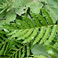 Helecho Costilla De Vaca Planta Ornamental - Miniatura 2