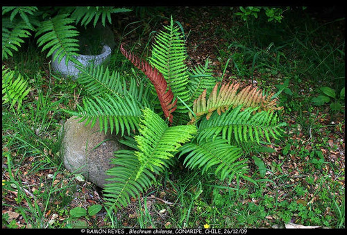 Helecho Costilla De Vaca Planta Ornamental 3