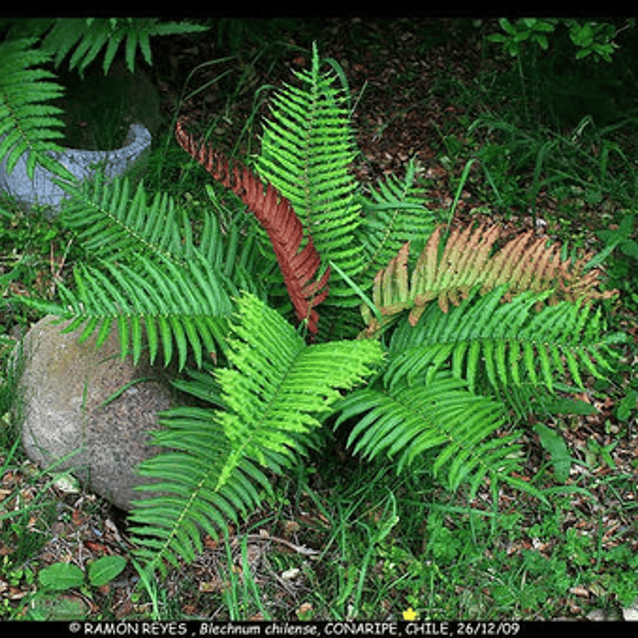 Helecho Costilla De Vaca Planta Ornamental 3
